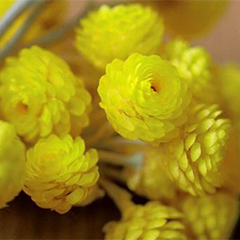 Безсмертника (Immortelle) абсолют (10% розчин)