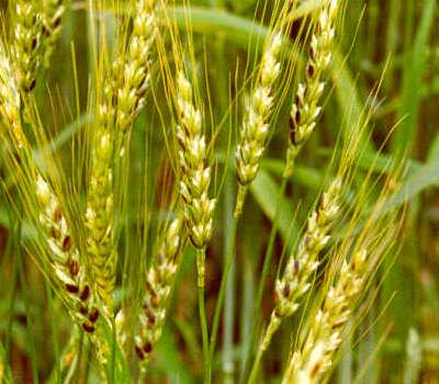 Олія зародків пшениці