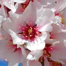 Віддушка "Almond blossom"