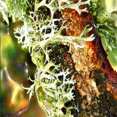 Дубового моху резиноїд