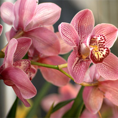 Віддушка "Silk & Orchid"