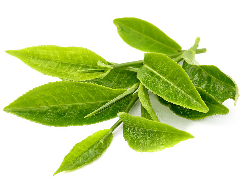Екстракт зеленого чаю (СО2)
