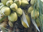Олія кокосу РДО